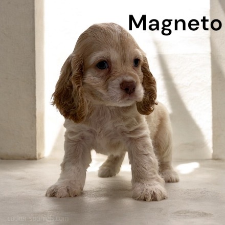 puppy, for, sale, Cocker Spaniel, Joe & Cherri  Overlease, dog, breeder, Miller, MO, dog-breeder, puppy-for-sale, forsale, nearby, find, puppyfind, locator, puppylocator, aca